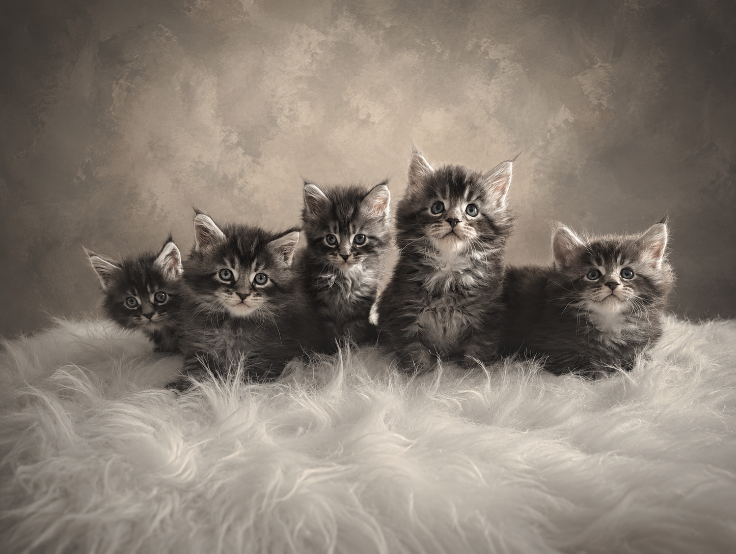 Chatons Maine Coon disponibles