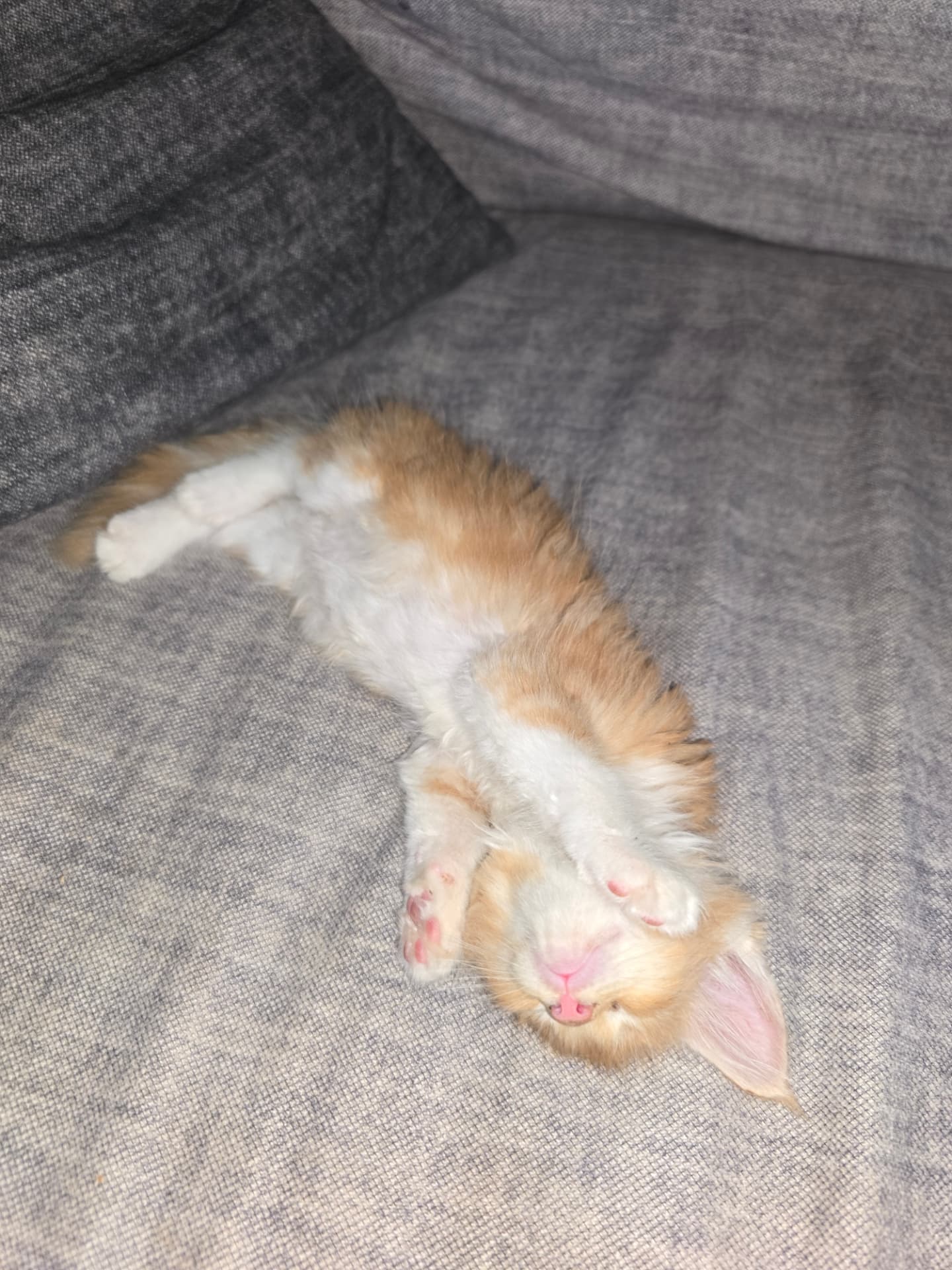 Chaton Maine Coon en bonne santé, suivi vétérinaire