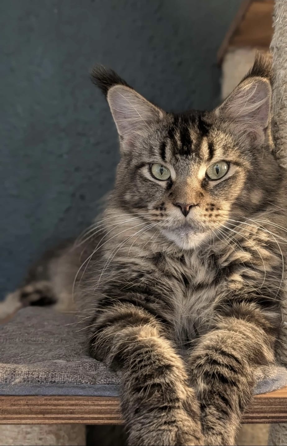 Maine Coon de l'élevage Des Chachas de Bonta
