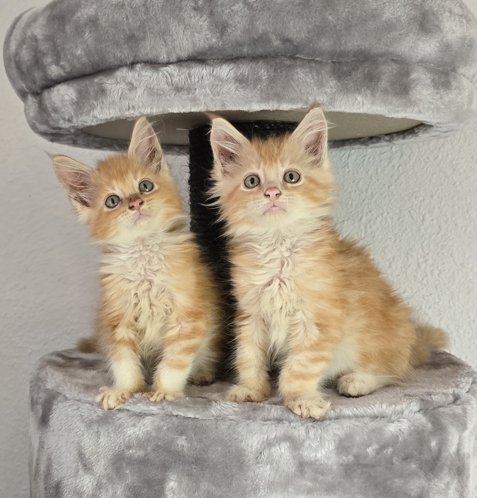 Vie de famille avec nos Maine Coon
