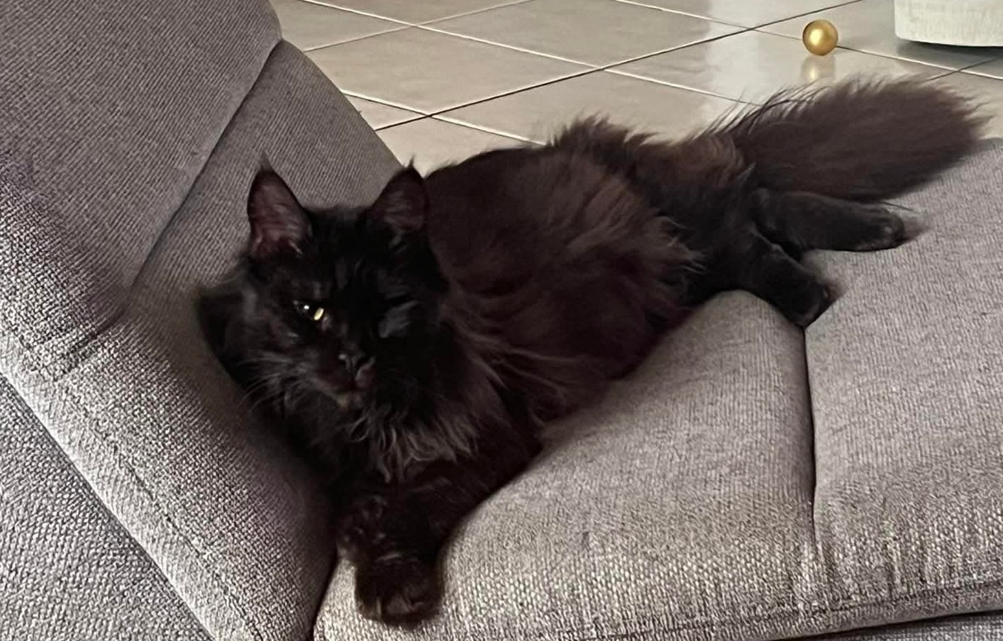 Maine Coon aux touffes d'oreilles